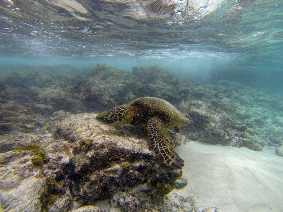 Kona Photographer, Honu